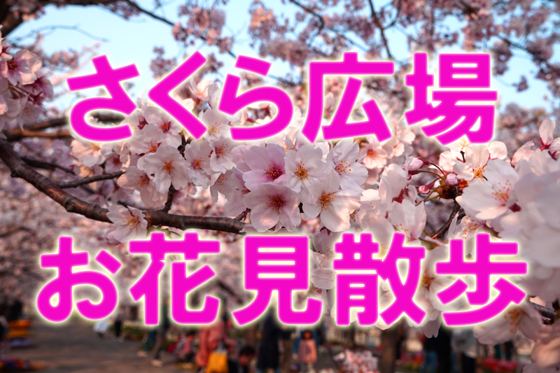 千葉市周辺の桜スポット 穴場編2020 幕張さくら広場 桜と春の花のコラボがおしゃれな公園 クラシーラ